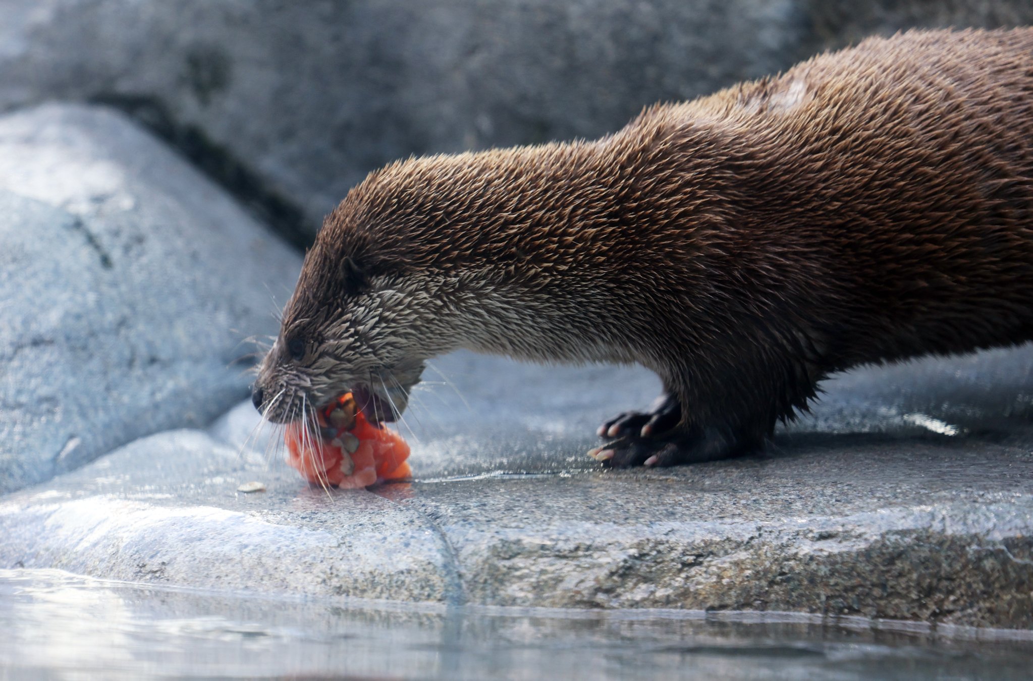 3일 오전 광주 북구 우치동물원에서 수달이 얼음 과일을 먹고 있다. 연합뉴스