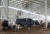 전국에 폭염특보가 이어진 3일 오후 경기도 화성시의 한 축사에서 젖소들이 천장에 설치된 대형 선풍기와 쿨링포그 시설로 더위를 식히고 있다. 뉴스1