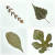 (왼쪽 위부터 시계방향으로) 회양목·자작나무·느티나무·뽕나무 잎. 잎의 모양, 잎이 나는 방향, 잎가장자리의 톱니유무, 활엽수·상록수 여부로 구분하면 각 나뭇잎의 특징을 쉽게 파악할 수 있다. 