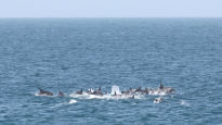 ‘우영우’ 속 제주남방큰돌고래, 법적 권리 생기나