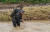 해병대신속기동부대 대원들이 지난달 18일 오전 집중호우로 실종자가 발생한 경북 예천군 감천면 벌방리 하천에 투입돼 실종자 수색을 하고 있다. 해병대1사단