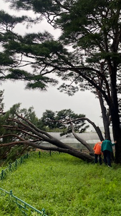 400년 소나무마저…구미 천연기념물 쓰러뜨린 태풍 '카눈' 위력