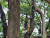 11일 오전 대구 달성공원 동물원에서 침팬지 2마리가 탈출해 소방 당국과 경찰이 포획에 나섰다. 우리 밖으로 나온 침팬지가 나무 위로 올라가고 있다. 사진 대구소방안전본부