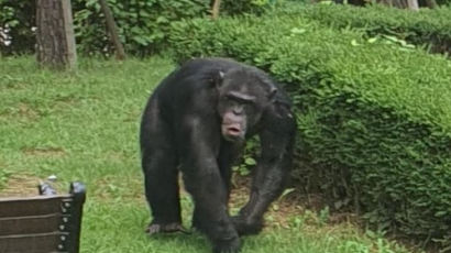 동물원 탈출뒤 마취총 맞은 수컷 침팬지, 기도 폐쇄로 숨졌다