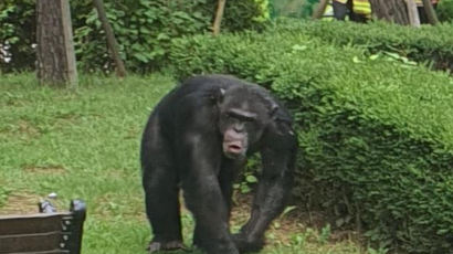 대구 탈출 침팬지...설득하니 암컷은 복귀, 수컷엔 마취총 쐈다