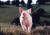 영화 '꼬마 돼지 베이브'의 한장면. 작은 돼지가 여러 동물과 함께하는 영화 ‘꼬마 돼지 베이브’. ‘돼지는 멍청하고 게으르다’라는 편견을 떨친 매력적인 모습에 영화를 보고 돼지를 기른 사람도 많았다고 한다.