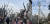 지난 3월 25일(왼쪽) 서울 홍대입구역 인근 거리에 있는 가로수와 3월 22일(오른쪽) 서울 연세대학교 앞에 있는 가로수가 각각 가지치기된 모습. [사진 서울환경연합 제공]