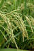 우리나라 주곡인 쌀은 용도별로 다양한 품종이 벼 육종 전문가들에 의해 개발됐다.