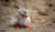 다큐멘터리 영화 ‘수라’에 등장한 새만금 습지에서 갓 태어난 아기 새. 새만금에는 멸종 위기에 처한 철새들이 날아온다. [영화 ‘수라’ 화면 캡처]