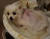 지난 26일 익명 커뮤니티 '디시인사이드'에 올라온 강아지 사진. 견주 A씨는 강아지가 배변을 가리지 못해 때렸다며 해당 게시글을 올렸다. 사진 동자연 인스타그램 캡쳐