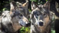 '보호종' 늑대가 골칫거리?…EU, 30년 만에 '정책 유턴' 논란