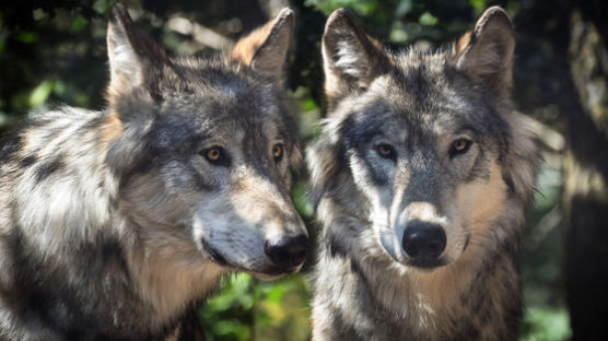 '보호종' 늑대가 골칫거리?…EU, 30년 만에 '정책 유턴' 논란