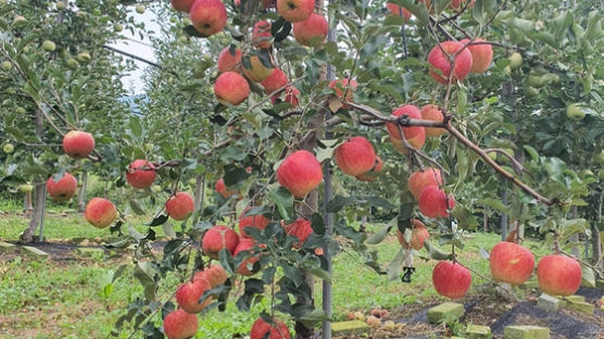 '한국에 딱 한 그루' 개당 1만원 특별한 사과…추석 이색과일 