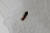 경남 창원시의 한 주택에서 발견된 신종 흰개미. 환경부