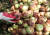 11일 경남 밀양시 산내면 한 과수원에서 농민이 이상기후에 따른 탄저병과 냉해 등 피해를 입어 썩은 사과를 정리하고 있다. 뉴스1