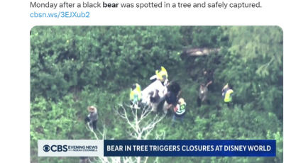 미국 디즈니월드에 ‘진짜 곰’ 출몰…공원 폐쇄 후 숲 돌려보내