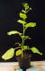 담배의 친척뻘 식물인 니코티아나 벤타미아나(Nicotiana benthamiana). [위키피디어]