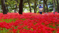 [포토타임]여기가 꽃무릇 맛집...남해 신전숲에 펼쳐진 붉은 양탄자