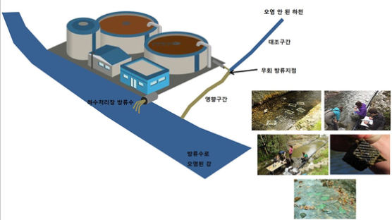 하수처리 거친 물, 깨끗한 하천에 흘려보내니…이 동물 사라졌다