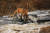 제2회 국립백두대간수목원 사진 대회 최우수상. [사진 백두대간수목원]