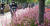 지난해 10월 2일 경남 거창군 거창창포원에서 열린 '2022거창한마당대축제'의 마지막 날 개최된 '자전거Tour 창포원 소풍' 행사에서 연분홍빛 가우라베이비가 만개해 분홍빛 물결을 이루고 있다. 사진 거창군