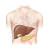 간과 췌장, 담낭 관련 이미지. 사진 병원 제공