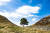 영국 노섬벌랜드의 일명 '로빈 후드 나무'로 알려진 플라타너스가 잘려나갔다. 사진 pixabay