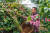 윈난(雲南)성 푸얼(普?)시 쓰마오(思茅)구 소재 커피 농장에서 농부가 커피 열매를 수확하고 있다. 신화통신