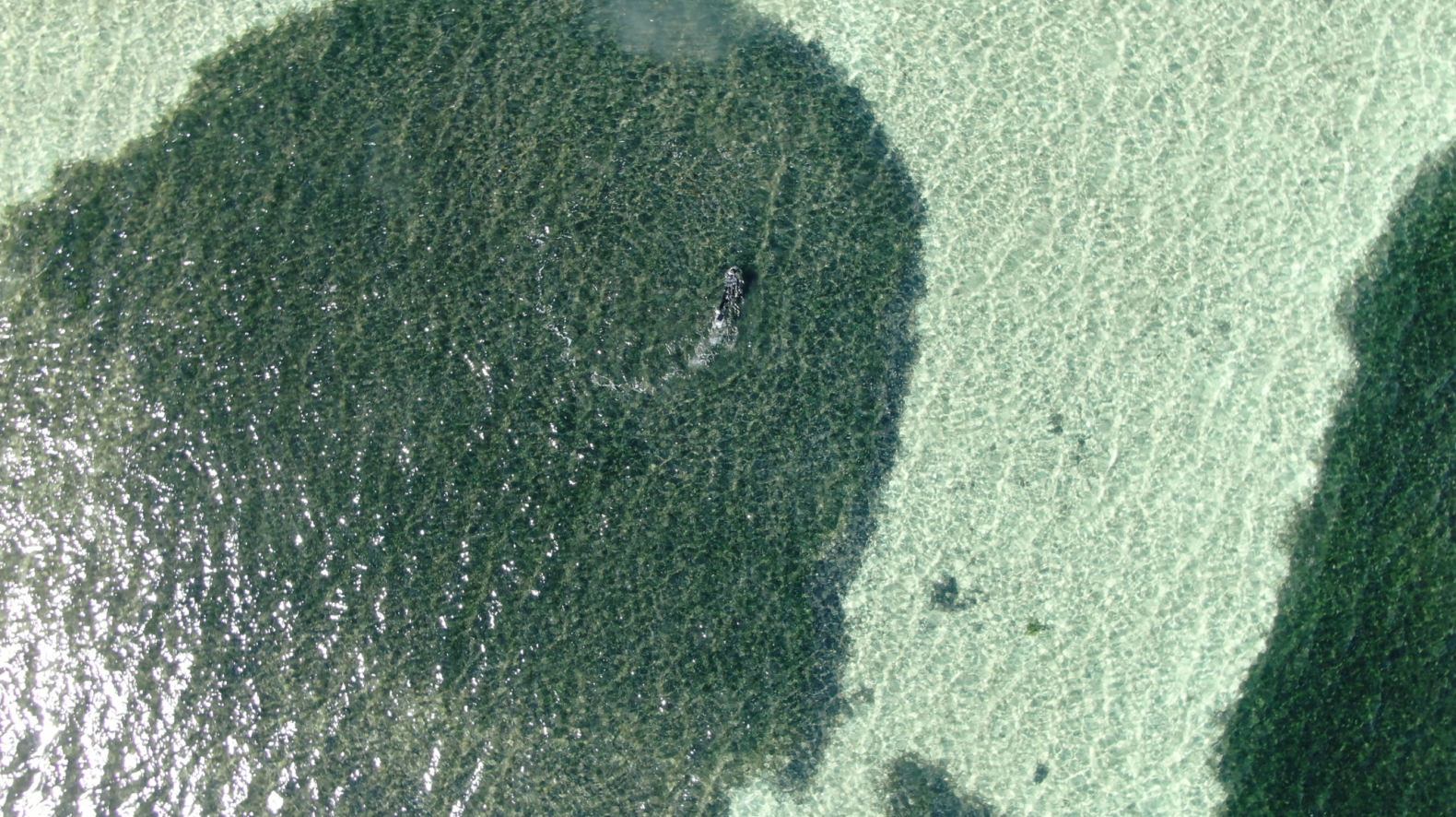 '바다의 아마존' 비명…해초 33% 사라지자, 재앙이 시작됐다 