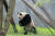 지난달 28일 미국 스미스소니언 국립동물원에서 자이언트 판다 '샤오치지'(3)가 대나무를 먹고 있다. AP=연합뉴스 