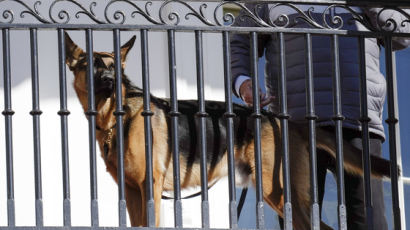 개물림 사고만 11명…바이든 '퍼스트독' 백악관서 쫓겨났다