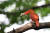 올 여름 경북 영천시 화북면 자천리 숲에 있는 고목나무에 둥지를 튼 호반새가 새끼들에게 먹잇감을 물어다주는 모습. [뉴스1]