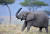 케냐 마사이 마라 국립보호지역의 코끼리. [신화=연합뉴스]