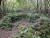 곶자왈에 자리한 숯가마터. 큰지그리오름에서 교래자연휴양림 가는 길은 심원한 곶자왈 숲길이다. 