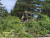 스웨덴의 생물학자 칼 린나이우스의 동상이 미국 시카고 식물원 정원에 놓여 있는 모습. [AP=연합뉴스] 