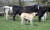 피에몬테스 소는 근육 형성을 유발하는 유전적 돌연변이를 가진 소를 모아 육종해 일반 소보다 근육량이 많은 게 특징이다. 사진 영국피에몬테스협회