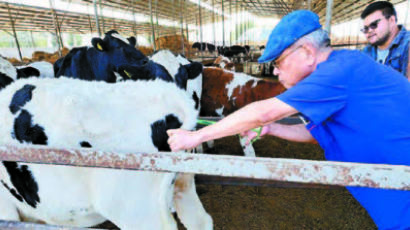 [우리는 K-농업전도사] 우즈베키스탄에 한국 젖소 수정란 첫 수출, 농진청 ‘K-낙농’ 해외시장 진출 지원 앞장