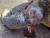 지난 14일 제주 서귀포시 법환포구 인근 해상에서 오른쪽 앞다리에 낚싯바늘이 걸려 있는 푸른바다거북 사체가 발견됐다. 사진의 빨간색 원 안에 낚싯바늘이 박혀 있는 게 보인다. 사진 서귀포해양경찰서=연합뉴스