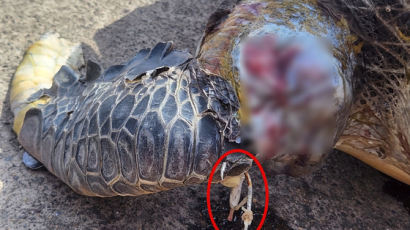 '장수 상징' 푸른바다거북 사체 발견…낚싯 바늘 박힌 채 죽었다