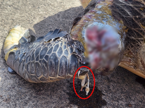 '장수 상징' 푸른바다거북 사체 발견…낚싯 바늘 박힌 채 죽었다