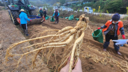 반도체공장 저리 가라, 홍삼공장에도 클린룸