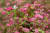 붉은메밀꽃은 히말라야 지역이 원산지다. 히말라야에서는 식용으로 재배하는데 영월에서는 관상용으로만 재배한다. 최승표 기자