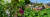 '강진에서 일주일 살기'를 하며 다양한 농촌 체험을 할 수 있다. 요즘 '한실농박(왼쪽 사진)에서는 감 따기, '힐링하우스'에서는 고구마 캐기가 한창이다.