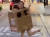 지난 21일 서울 마포구 홍대 길거리에서 나체에 박스만 입은 채 돌아다니며 행인들에게 가슴을 만져보게 한 20대 여성 A씨가 공연음란 혐의로 경찰에 입건됐다. 사진 인스타그램 캡처