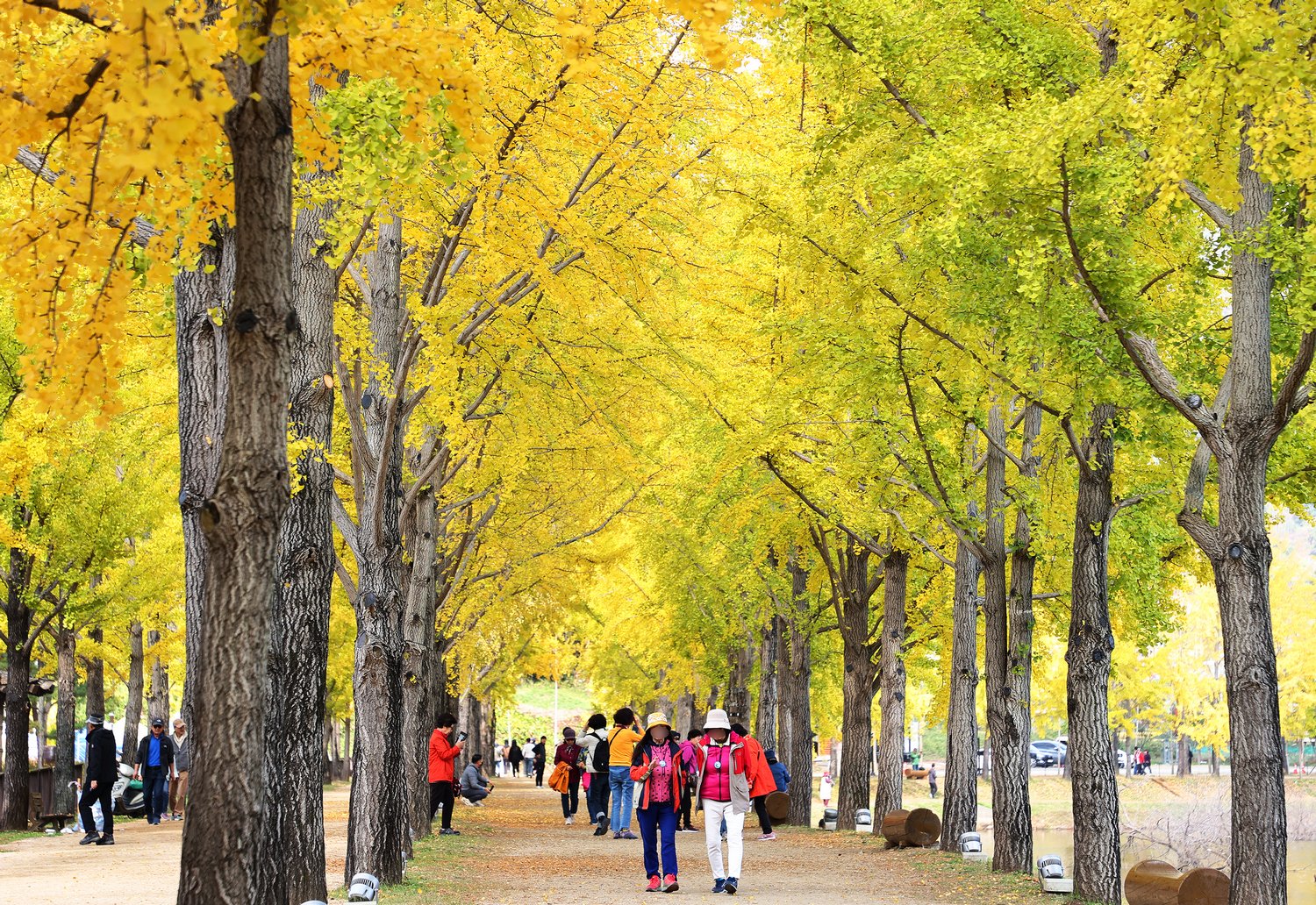 사진 괴산군