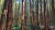 이장현이 청나라 병사들과 사투를 벌인 숲은 무등산 증심사 인근의 편백 숲이다. 사진 무등산국립공원