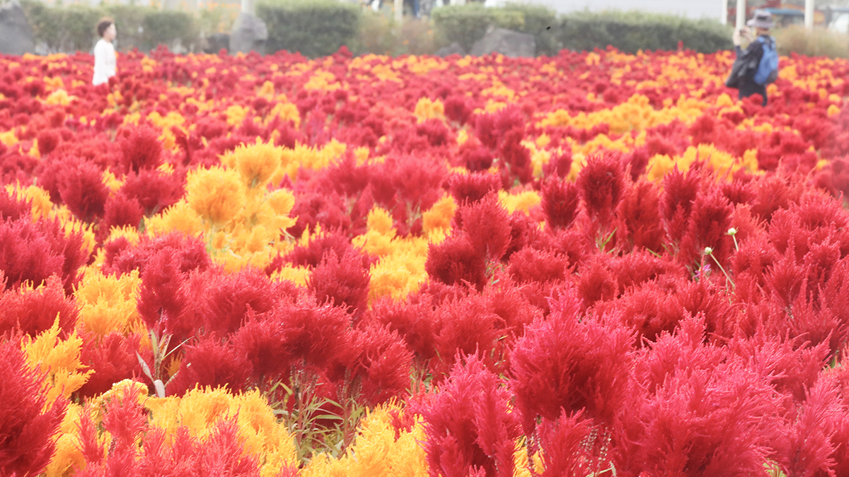 [포토타임]붉게 타오르는 제주 맨드라미 꽃밭...내일 전국 대체로 흐림