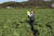도미솔에서 운영 중인 연천 배추밭을 찾은 박대표. 그는 시간 날 때마다 농작물을 살핀다. 사진 정현우 쿠킹 인턴
