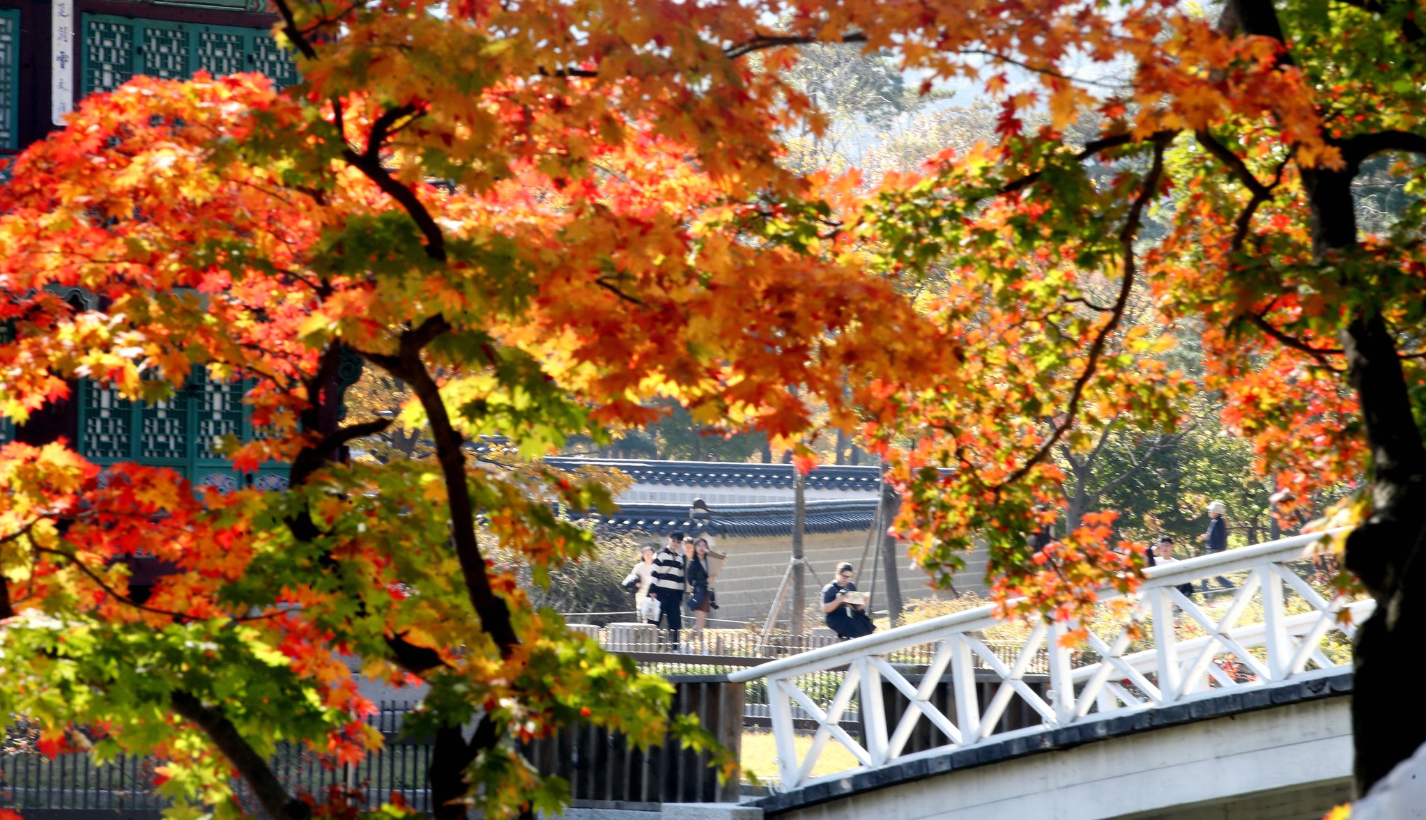 29일 서울 종로구 경복궁에서 시민들이 알록달록하게 물든 가을을 만끽하고 있다. 뉴시스
