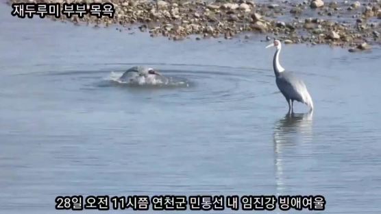 [영상]재두루미 부부의 목욕…민통선 임진강 빙애여울서 포착